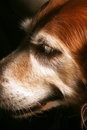 Free Smiling Dog, Gold Retriever Royalty Free Stock Photography - 1898397