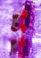 Free Ice Frog Royalty Free Stock Images - 1890519