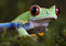 Free Gren Frog Stock Photography - 1890922
