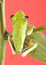 Free Tree Frog Royalty Free Stock Photo - 1891085