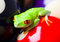 Free Frog On The Balls Royalty Free Stock Images - 1891259