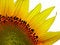 Free Sunflower Slice Royalty Free Stock Photography - 1892267