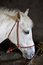 Free White Horse In Stable Royalty Free Stock Photography - 1895927
