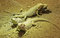 Free Bearded Dragon 11 Stock Images - 1899024