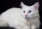 Free White Cat Royalty Free Stock Photo - 18967385