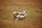 Free Sheep And Lamb Together In Meadow Stock Photo - 18974770