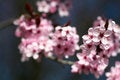 Free Cherry Tree Blossom Royalty Free Stock Image - 18992056
