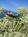 Free A Bug On A Plant Stock Image - 190561