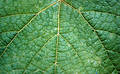Free Suede Leaf Stock Photography - 191102