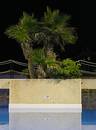 Free Pool Palms Stock Images - 191674