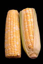 Free Two Ears Of Corn Over Black Stock Photo - 192860