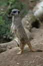 Free Meerkat Royalty Free Stock Photos - 193078