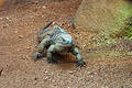 Free Lizard 2 Stock Image - 194721
