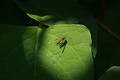 Free Gold Fly Stock Image - 195911