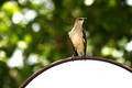Free Bird On A Mirror Stock Photography - 198522