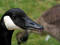 Free Closeup Goose Royalty Free Stock Photos - 196538