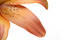 Free Lily Petals Over White Royalty Free Stock Image - 198066