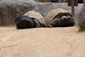 Free Tortoises Eating Lunch Royalty Free Stock Photos - 1900478