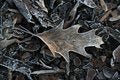 Free Frosty Leave Royalty Free Stock Photo - 1909655