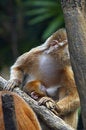 Free Monkey Feeding Her Young Stock Images - 1909724