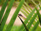 Free Red Dragonfly 2 Stock Photography - 1904452