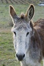 Free Donkey. Royalty Free Stock Photo - 19003285