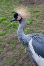 Free Grey Crowned Crane Royalty Free Stock Images - 19041409