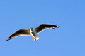 Free Seagull Soaring Royalty Free Stock Photography - 1913727