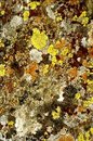Free Lichen 5 Royalty Free Stock Images - 1918879