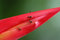 Free Red Leaf And Ants Royalty Free Stock Images - 1916459
