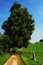 Free Rural Dirt Track With Oak. Stock Images - 1917184