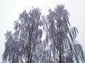 Free Trees In The Winter Nature Background Image Stock Photography - 19180452