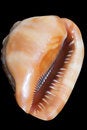 Free Cockle-shell Stock Photography - 1924682