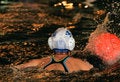 Free Water-polo Royalty Free Stock Photo - 1924985
