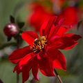 Free Pollen Time Royalty Free Stock Images - 1927319
