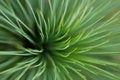 Free Leafy Grass Royalty Free Stock Photos - 1927568