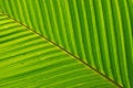 Free Leaf Structure Royalty Free Stock Photo - 1927645