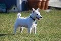 Free Jack Russell Playing Outside Stock Image - 1928101