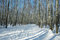 Free Path In Birch Forest Royalty Free Stock Photos - 1923578