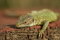Free Lizard Having Sunbath Royalty Free Stock Photo - 1924845