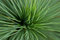 Free Leafy Grass Stock Photography - 1927502