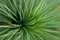 Free Leafy Grass Royalty Free Stock Photos - 1927568