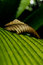 Free Withered And Living Leaf Stock Photography - 1927572