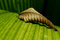 Free Withered And Living Leaf Stock Photos - 1927573