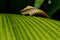 Free Withered And Living Leaf Stock Photography - 1927612