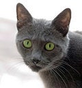 Free Russian Blue Cat Royalty Free Stock Images - 19217269