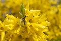 Free Yellow Spring Flowers On Tree Royalty Free Stock Photo - 19243175