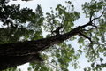 Free Big Tree. Royalty Free Stock Photography - 19252067