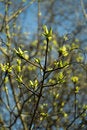 Free Spring Tree Royalty Free Stock Image - 19267976