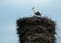 Free Stork On The Nest Royalty Free Stock Images - 1931869